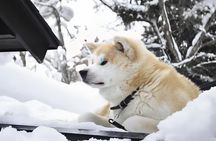 Akita Private Custom Tour with Local Guide