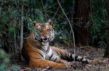 Private 4-Day Golden Triangle Tour with Ranthambore Tiger Safari