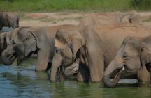 Private Tour from Ella to Hiriketiya with Udawalawe Safari