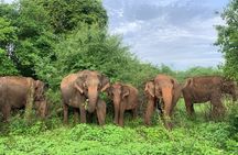 Private Tour from Ella to Hiriketiya with Udawalawe Safari