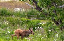 Private Arctic Wildlife Safari in Vesteralen Car Tour