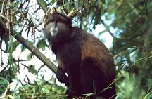 One Day Golden Monkey Trekking in Volcanoes National Park
