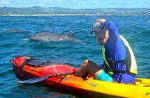 Guided Mangrove Kayak and Beach Tours