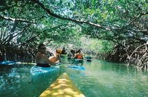 Guided Mangrove Kayak and Beach Tours