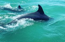 2 Hours Jet Ski Dolphin Tour in Myrtle Beach