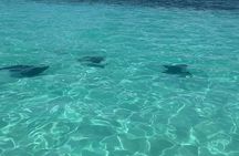 Saona Island Catamaran and Boat Tour with Natural Pool