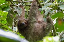 Bijagua Hanging Bridges and Sloths Tours in Bijagua