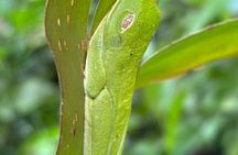 Bijagua Hanging Bridges and Sloths Tours in Bijagua
