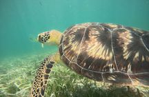 Snorkel Costa Maya Reef