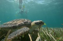 Snorkel Costa Maya Reef
