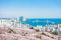 Busan Top Coastal Highlights with Gamcheon Village & Sky Capsule