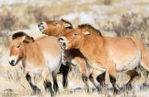 Hustai National Park Day Tour (Nomadic Family Visit & Lunch)