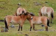 Hustai National Park Day Tour (Nomadic Family Visit & Lunch)