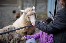 Authentic Kiwi Farm Tour at Woodstone Farm