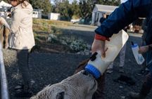 Authentic Kiwi Farm Tour at Woodstone Farm