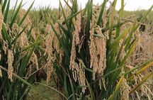 Albufera Nature & Boat Tour from Valencia (Small Group)