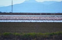 Albufera Nature & Boat Tour from Valencia (Small Group)