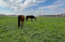 Horseback Adventure Belgrade
