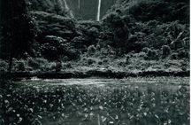 Cultural Stewardship in Waipiʻo Valley PRIVATE