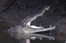 Private Luxury Half Day Daintree and Crocodile Cruise Tour