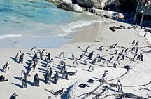 Cape peninsula with African peguin and Seals