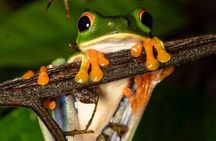 La Fortuna Night Walk (Private Tour)