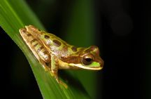 La Fortuna Night Walk (Private Tour)