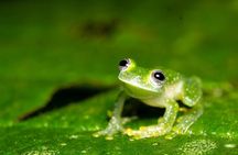 La Fortuna Night Walk (Private Tour)