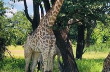 Rhino Safari Walk in Livingstone Zambia