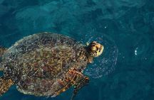 2 Hour Swim, Snorkel & Sail (Kewalo Harbor)