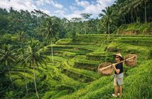 Ubud Highlights Private Tour - Temple, Rice Terrace and Waterfall