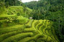 Ubud Highlights Private Tour - Temple, Rice Terrace and Waterfall