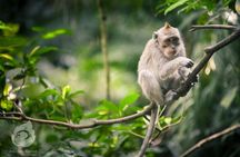 Bali: Ubud Tour-Waterfall, Monkey forest, Rice terrace & Temple