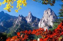 Seoraksan, Nami Island & Morning Calm Garden Day Tour from Seoul