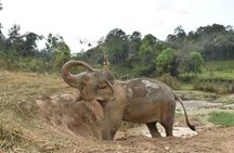 Care Pride Elephants: Full-Day Tour Experience