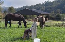 Meditation with Horses in Asheville