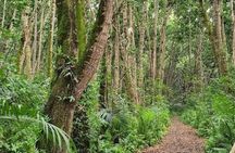 Jozani Forest Salaam Cave and Rock Restaurant Tour in Zanzibar