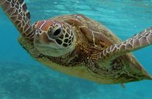 Swimming with Sea Turtles and Jozani Forest in Zanzibar