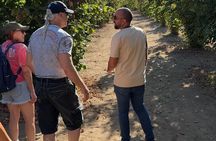 Etna food tasting and lunch in a winery from Taormina