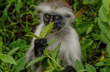 Jozani Forest Salaam Cave and Rock Restaurant Tour in Zanzibar