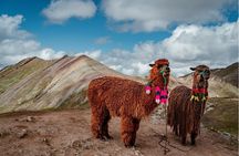 Palccoyo Rainbow Mountain Full Day Adventure from Cusco