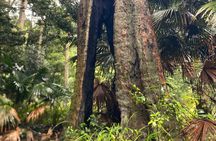 Sydney: Royal National Park Hike, Swim, Picnic & Koalas