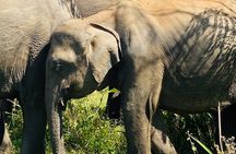 Wild Jeep Safari at Hurulu Eco Park
