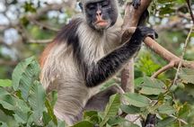 Jozani Forest Salaam Cave and Rock Restaurant Tour in Zanzibar