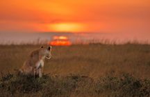 Stavo East 2days 1 night Voi Wildlife Lodge