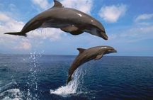Wild Dolphin Tours and Sunset Cruises in Outer Banks, NC
