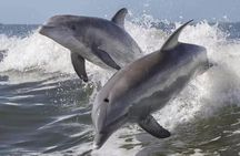 Wild Dolphin Tours and Sunset Cruises in Outer Banks, NC