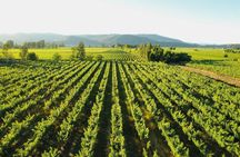 3 Day Private Maule Wine Tour Coastal Train and Gastronomy