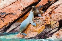 Paracas and Huacachina Tour from Lima with hotel pickup included