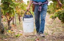 Private Maule Wine Experience Erasmo Winery and Lunch